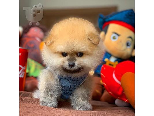 Pomeranian